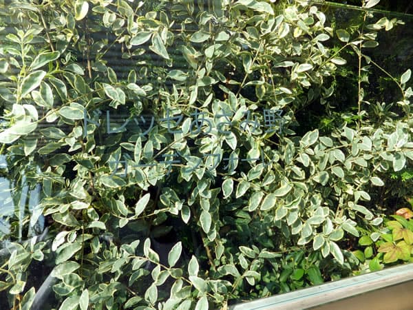 ドレッセあざみ野ガーデンフォーレ 6